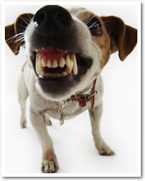 Natural Dog: What cause aggression in dogs?