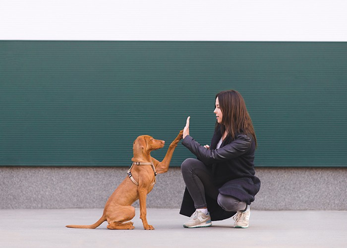 Fearful dog behaviour therapy
